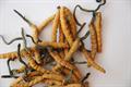 Cordyceps ، aweto ، Cs-4 ، Dong Chong Xia Cao ، keeda ghas ، semitake ، tochukaso ، XinGanBao ، yars